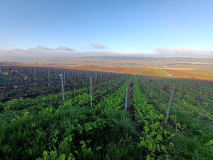 Aurore & Florian Laval_3