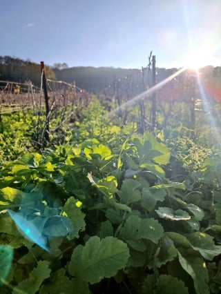 Aurore & Florian Laval_5