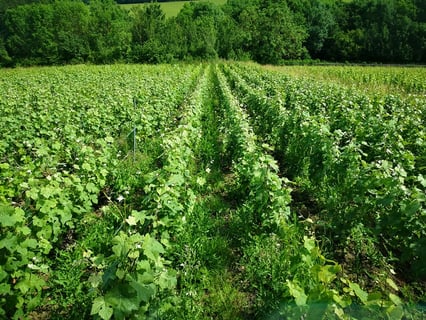 Aurore & Florian Laval_6