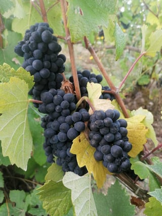 Aurore & Florian Laval_7