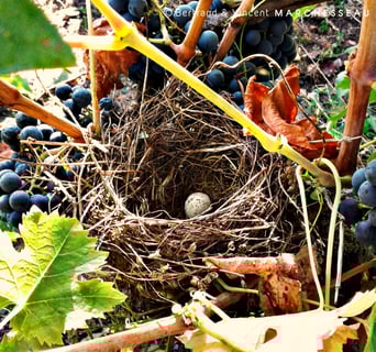 Bertrand & Vincent Marchesseau_10