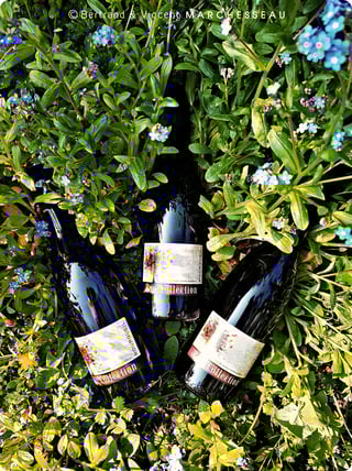 Bertrand & Vincent Marchesseau_13