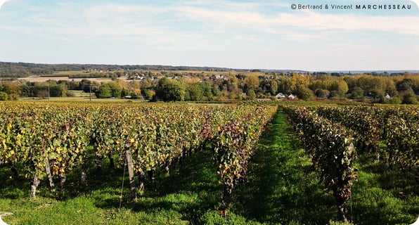 Bertrand & Vincent Marchesseau_4