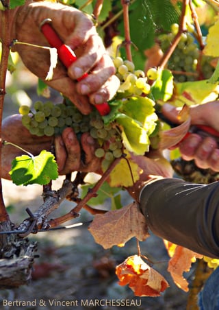 Bertrand & Vincent Marchesseau_6