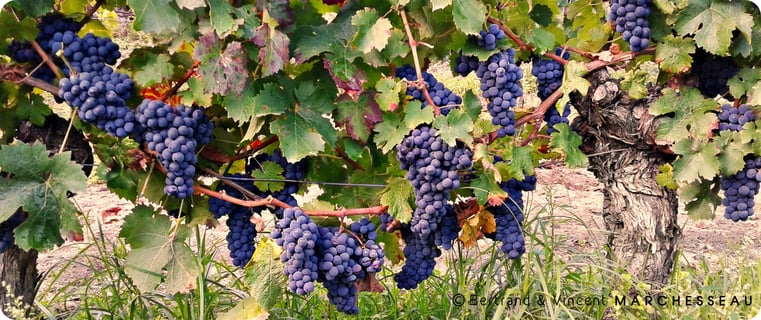 Bertrand & Vincent Marchesseau_7