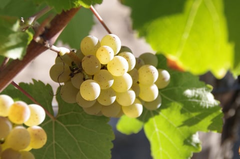 Bertrand & Vincent Marchesseau_8