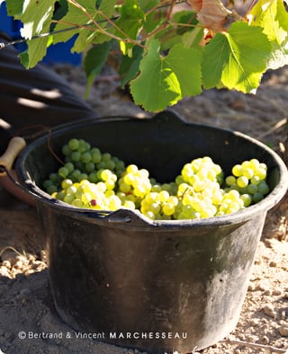 Bertrand & Vincent Marchesseau_9