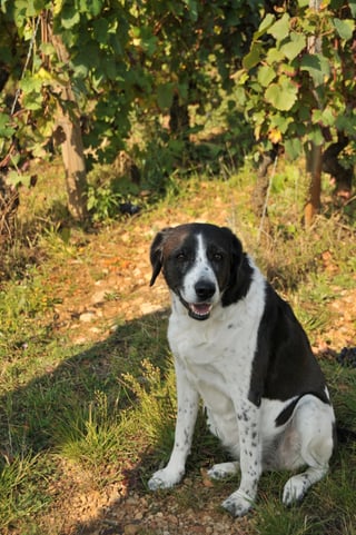 Bony Gachot (Jean-Pierre Bony)_10