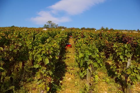 Bony Gachot (Jean-Pierre Bony)_5