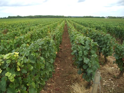 Bony Gachot (Jean-Pierre Bony)_6