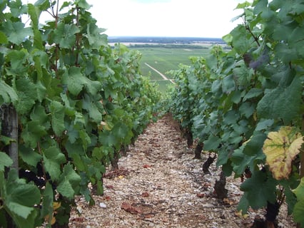 Bony Gachot (Jean-Pierre Bony)_7