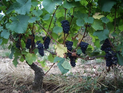 Bony Gachot (Jean-Pierre Bony)_8