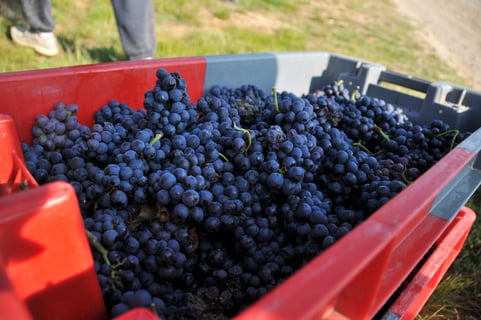 Bony Gachot (Jean-Pierre Bony)_9