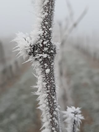 Céline & Thierry Tissot_12