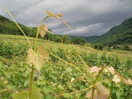 Céline & Thierry Tissot_14