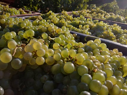 Céline & Thierry Tissot_21