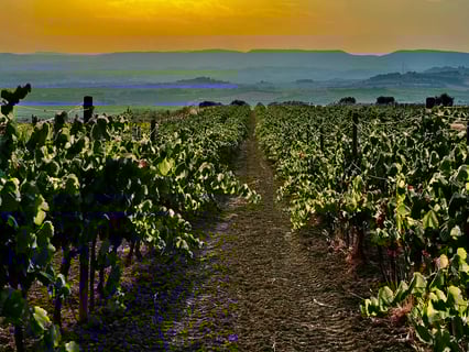 Castell Sant Antoni_4