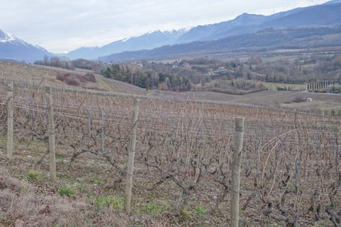 Cellier de la Baraterie (Julien Viana) (11)