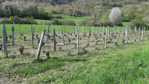 Cellier de la Baraterie (Julien Viana) (13) montassoulaz