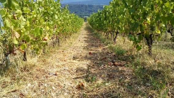 Cellier de la Baraterie (Julien Viana) (14)