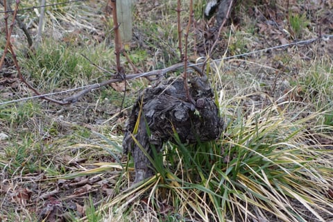 Cellier de la Baraterie (Julien Viana) (16)
