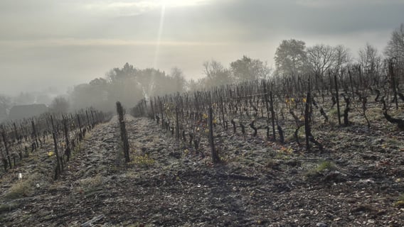 Cellier de la Baraterie (Julien Viana) (6)