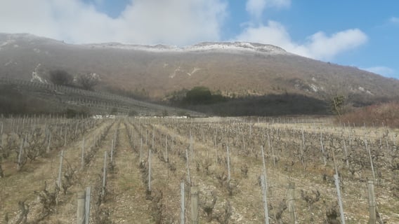 Cellier de la Baraterie (Julien Viana) (9) mondeuse_arbin