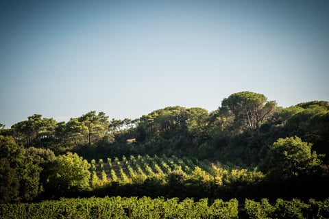 Château Beauregard Mirouze_3