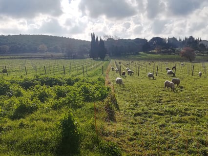 Château Beauregard Mirouze_4