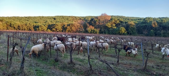 Château Beauregard Mirouze_5