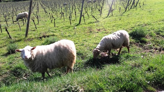 Château Beauregard Mirouze_6