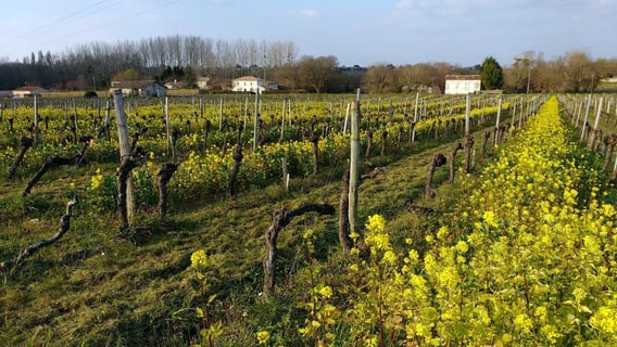 Château Frédignac_2