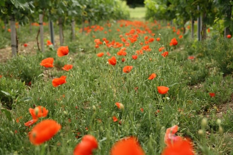 Château Frédignac_3