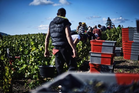 Château Grange Cochard_10