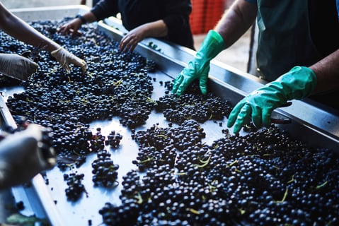 Château Grange Cochard_11