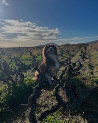 Château Grange Cochard_4