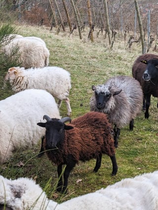 Château Grange Cochard_5