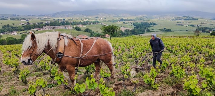 Château Grange Cochard_6