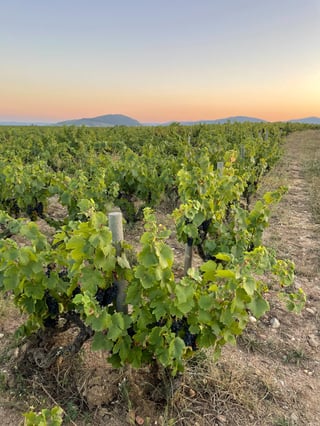 Château Grange Cochard_7