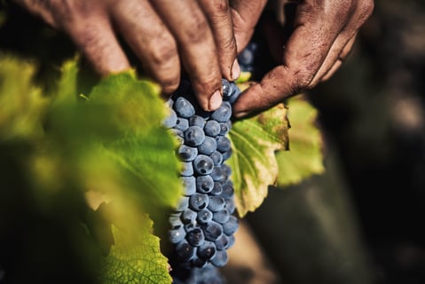 Château Grange Cochard_9