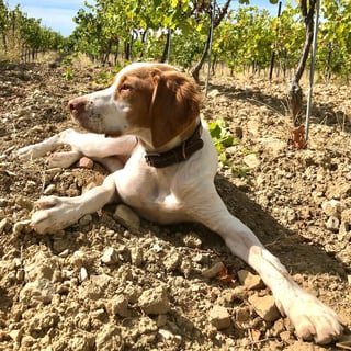 Château Juvenal_7