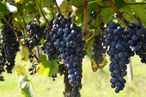 Château Pré La Lande_5