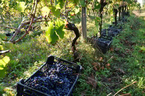 Château Pré La Lande_6