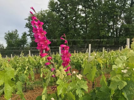 Château Puy dAmour_4