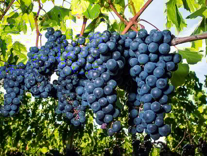 Château Puy dAmour_5