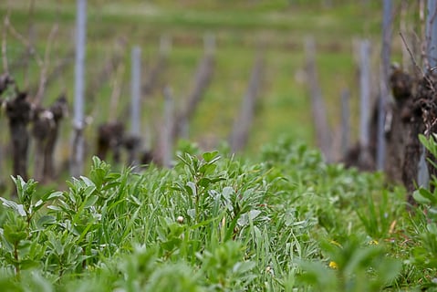 Château St. Ferdinand_2
