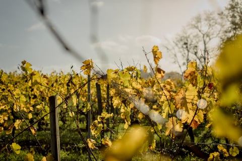 Château St. Ferdinand_4