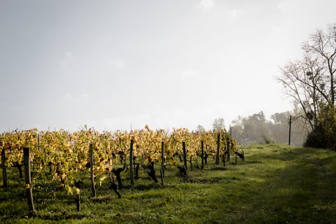 Château St. Ferdinand_5