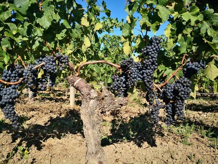 Château St. Ferdinand_6