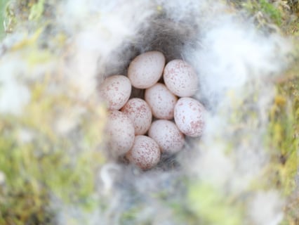 Château St. Ferdinand_8